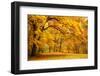 Collection of Beautiful Colorful Autumn Leaves / Green, Yellow, Orange, Red-Taiga-Framed Photographic Print