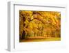 Collection of Beautiful Colorful Autumn Leaves / Green, Yellow, Orange, Red-Taiga-Framed Photographic Print