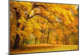 Collection of Beautiful Colorful Autumn Leaves / Green, Yellow, Orange, Red-Taiga-Mounted Photographic Print