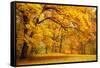 Collection of Beautiful Colorful Autumn Leaves / Green, Yellow, Orange, Red-Taiga-Framed Stretched Canvas