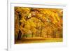 Collection of Beautiful Colorful Autumn Leaves / Green, Yellow, Orange, Red-Taiga-Framed Photographic Print