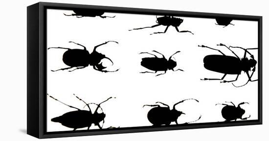 Collection of Beetles on Display. Santa Fe, New Mexico. Usa-Julien McRoberts-Framed Stretched Canvas