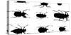 Collection of Beetles on Display. Santa Fe, New Mexico. Usa-Julien McRoberts-Stretched Canvas