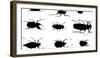 Collection of Beetles on Display. Santa Fe, New Mexico. Usa-Julien McRoberts-Framed Photographic Print