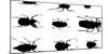 Collection of Beetles on Display. Santa Fe, New Mexico. Usa-Julien McRoberts-Mounted Photographic Print