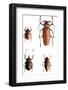 Collection of Beetles on Display. Santa Fe, New Mexico. Usa-Julien McRoberts-Framed Photographic Print