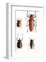 Collection of Beetles on Display. Santa Fe, New Mexico. Usa-Julien McRoberts-Framed Photographic Print