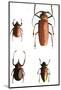 Collection of Beetles on Display. Santa Fe, New Mexico. Usa-Julien McRoberts-Mounted Photographic Print