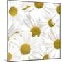 Collection of Daisies-Tom Quartermaine-Mounted Giclee Print