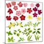 Collection of Different Flowers and Leaves on White-annanurrka-Mounted Art Print