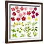 Collection of Different Flowers and Leaves on White-annanurrka-Framed Art Print