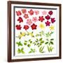 Collection of Different Flowers and Leaves on White-annanurrka-Framed Art Print