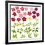 Collection of Different Flowers and Leaves on White-annanurrka-Framed Art Print