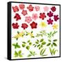 Collection of Different Flowers and Leaves on White-annanurrka-Framed Stretched Canvas