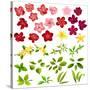 Collection of Different Flowers and Leaves on White-annanurrka-Stretched Canvas