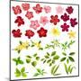 Collection of Different Flowers and Leaves on White-annanurrka-Mounted Art Print