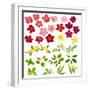 Collection of Different Flowers and Leaves on White-annanurrka-Framed Art Print