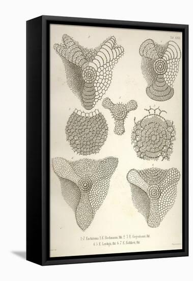 Collection of Euchitonia-Ernst Haeckel-Framed Stretched Canvas