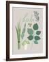 Collection of Herbs-Laure Girardin Vissian-Framed Giclee Print