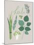 Collection of Herbs-Laure Girardin Vissian-Mounted Giclee Print