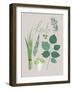 Collection of Herbs-Laure Girardin Vissian-Framed Giclee Print