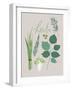 Collection of Herbs-Laure Girardin Vissian-Framed Giclee Print