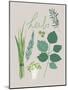 Collection of Herbs-Laure Girardin Vissian-Mounted Giclee Print