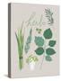 Collection of Herbs-Laure Girardin Vissian-Stretched Canvas