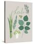 Collection of Herbs-Laure Girardin Vissian-Stretched Canvas