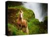 Collection of Horses I-null-Stretched Canvas