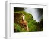 Collection of Horses I-null-Framed Photographic Print