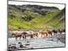 Collection of Horses II-null-Mounted Photographic Print