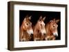 Collection of Horses IV-null-Framed Photographic Print