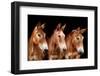 Collection of Horses IV-null-Framed Photographic Print