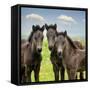 Collection of Horses IX-null-Framed Stretched Canvas