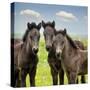 Collection of Horses IX-null-Stretched Canvas