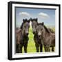 Collection of Horses IX-null-Framed Photographic Print