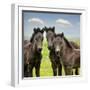 Collection of Horses IX-null-Framed Photographic Print