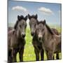 Collection of Horses IX-null-Mounted Photographic Print