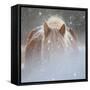 Collection of Horses V-null-Framed Stretched Canvas