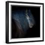 Collection of Horses VI-null-Framed Photographic Print