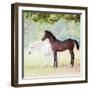 Collection of Horses VII-null-Framed Photographic Print