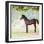 Collection of Horses VII-null-Framed Photographic Print