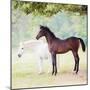 Collection of Horses VII-null-Mounted Photographic Print