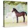 Collection of Horses VII-null-Stretched Canvas