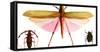 Collection of Insects on Display, Santa Fe, New Mexico. Usa-Julien McRoberts-Framed Stretched Canvas