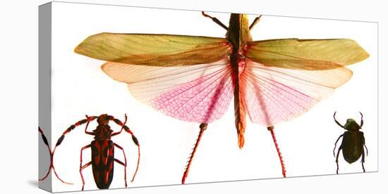 Collection of Insects on Display, Santa Fe, New Mexico. Usa-Julien McRoberts-Stretched Canvas