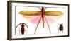 Collection of Insects on Display, Santa Fe, New Mexico. Usa-Julien McRoberts-Framed Photographic Print