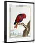 Collection of Rare Animals, Quadrupeds, Birds and Serpents, from Eastern and Western India-A. Vosmaer-Framed Giclee Print