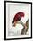 Collection of Rare Animals, Quadrupeds, Birds and Serpents, from Eastern and Western India-A. Vosmaer-Framed Giclee Print